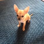 Spotty Mon Chien  Chihuahua Mâle - Garde d'animaux à domicile