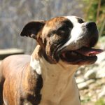 Doudou Mon Chien  American Staffordshire Terrier Mâle - Garde d'animaux à domicile