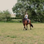 Taranto Mon Cheval  PRE Hongre - Garde d'animaux à domicile