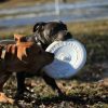 Images de profil de Loïse - Blooming Pets - Petsitting et garde d'animaux à domicile