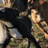 Images de profil de Loïse - Blooming Pets - Petsitting et garde d'animaux à domicile