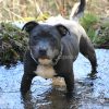 Images de profil de Loïse - Blooming Pets - Petsitting et garde d'animaux à domicile