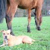 Images de profil de Loïse - Blooming Pets - Petsitting et garde d'animaux à domicile