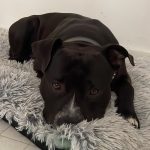 Sirius Mon Chien  American Bully Mâle - Garde d'animaux à domicile