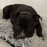Sirius Sirius Mon Chien American Bully Mâle - Garde d'animaux à domicile