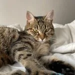 Yatsuu Yatsuu Mon Chat European Shorthair (Européen) Mâle stérilisé - Garde d'animaux à domicile