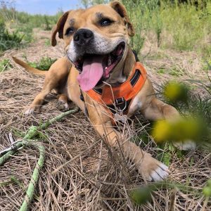 Images de profil de Loréna - Blooming Pets - Petsitting et garde d'animaux à domicile