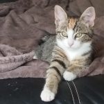 Vaïa Mon Chat  Européen Femelle - Garde d'animaux à domicile