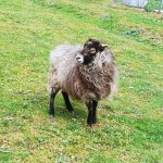 Ginette Mon Mouton  Ouessant Femelle - Garde d'animaux à domicile