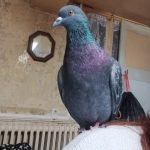 Blacky Mon Pigeon  Bleu de Gascogne Mâle - Garde d'animaux à domicile