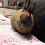 Fauve Mon Lapin  Nain Femelle - Garde d'animaux à domicile