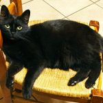 Nouckie Mon Chat  Européen Femelle - Garde d'animaux à domicile
