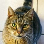Rondoudou Mon Chat  Européen Mâle - Garde d'animaux à domicile