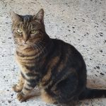Moumoune Mon Chat  Européen Femelle - Garde d'animaux à domicile
