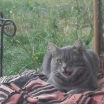 Le pirate Mon Chat  Européen Mâle stérilisé - Garde d'animaux à domicile