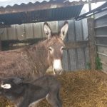 Venya Mon Âne  Âne Normand Femelle - Garde d'animaux à domicile