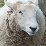 Olie Mon Mouton  Ile-de-France Femelle - Garde d'animaux à domicile