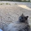 Images de profil de Lou - Blooming Pets - Petsitting et garde d'animaux à domicile