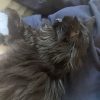 Images de profil de Lou - Blooming Pets - Petsitting et garde d'animaux à domicile