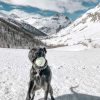 Images de profil de Lou - Blooming Pets - Petsitting et garde d'animaux à domicile