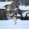 Images de profil de Lou - Blooming Pets - Petsitting et garde d'animaux à domicile