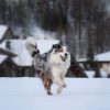 Images de profil de Lou - Blooming Pets - Petsitting et garde d'animaux à domicile