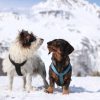 Images de profil de Lou - Blooming Pets - Petsitting et garde d'animaux à domicile