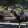 Images de profil de Lou - Blooming Pets - Petsitting et garde d'animaux à domicile