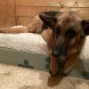 Images de profil de Lou - Blooming Pets - Petsitting et garde d'animaux à domicile