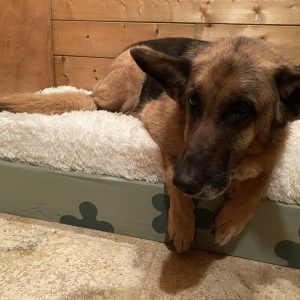 Images de profil de Lou - Blooming Pets - Petsitting et garde d'animaux à domicile