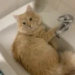 Uvoli Uvoli Mon Chat Sibérien Mùle stérilisé - Garde d'animaux à domicile