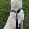 Images de profil de Louis - Blooming Pets - Petsitting et garde d'animaux à domicile