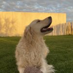 Rose Mon Chien  Golden Retriever Femelle - Garde d'animaux à domicile