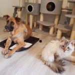 Louise - Blooming Pets - Petsitting et garde d'animaux à domicile