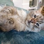 Louise - Blooming Pets - Petsitting et garde d'animaux à domicile