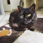 Louise - Blooming Pets - Petsitting et garde d'animaux à domicile