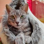 Louise - Blooming Pets - Petsitting et garde d'animaux à domicile