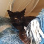Louise - Blooming Pets - Petsitting et garde d'animaux à domicile