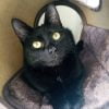 Louise - Blooming Pets - Petsitting et garde d'animaux à domicile