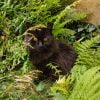 Louise - Blooming Pets - Petsitting et garde d'animaux à domicile