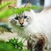 Louise - Blooming Pets - Petsitting et garde d'animaux à domicile