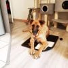 Louise - Blooming Pets - Petsitting et garde d'animaux à domicile