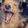 Images de profil de Louise - Blooming Pets - Petsitting et garde d'animaux à domicile