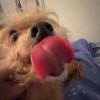 Images de profil de Louise - Blooming Pets - Petsitting et garde d'animaux à domicile