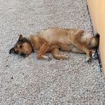 Tequila Mon Chien  Berger Allemand Femelle stérilisée - Garde d'animaux à domicile