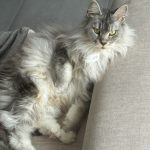 Sailor Moon Mon Chat  Maine Coon Femelle - Garde d'animaux à domicile