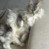 Images de profil de Vanessa - Blooming Pets - Petsitting et garde d'animaux à domicile