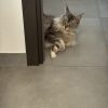 Images de profil de Vanessa - Blooming Pets - Petsitting et garde d'animaux à domicile