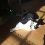 Charly Mon Chat  Européen Femelle - Garde d'animaux à domicile