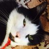 Images de profil de Stephanie - Blooming Pets - Petsitting et garde d'animaux à domicile